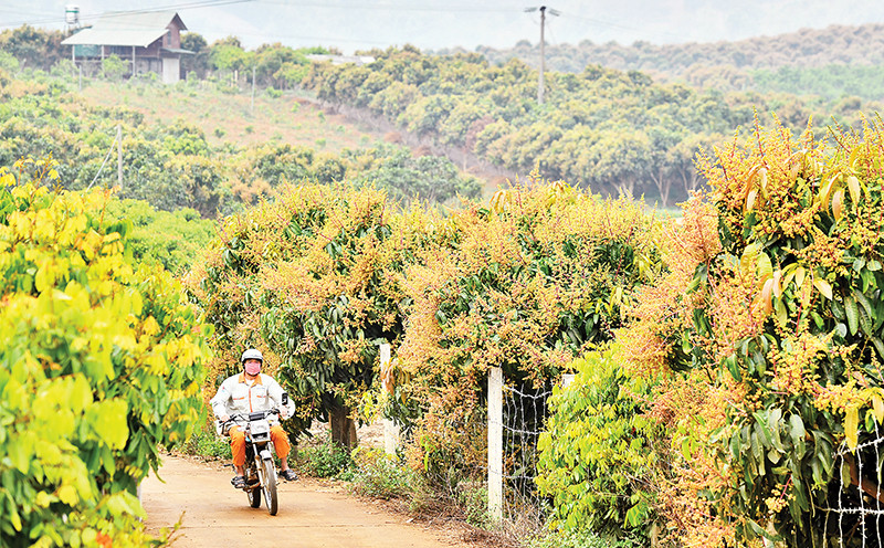 Xuất khẩu rau quả phục hồi, hướng tới mục tiêu 8 tỷ USD năm 2025