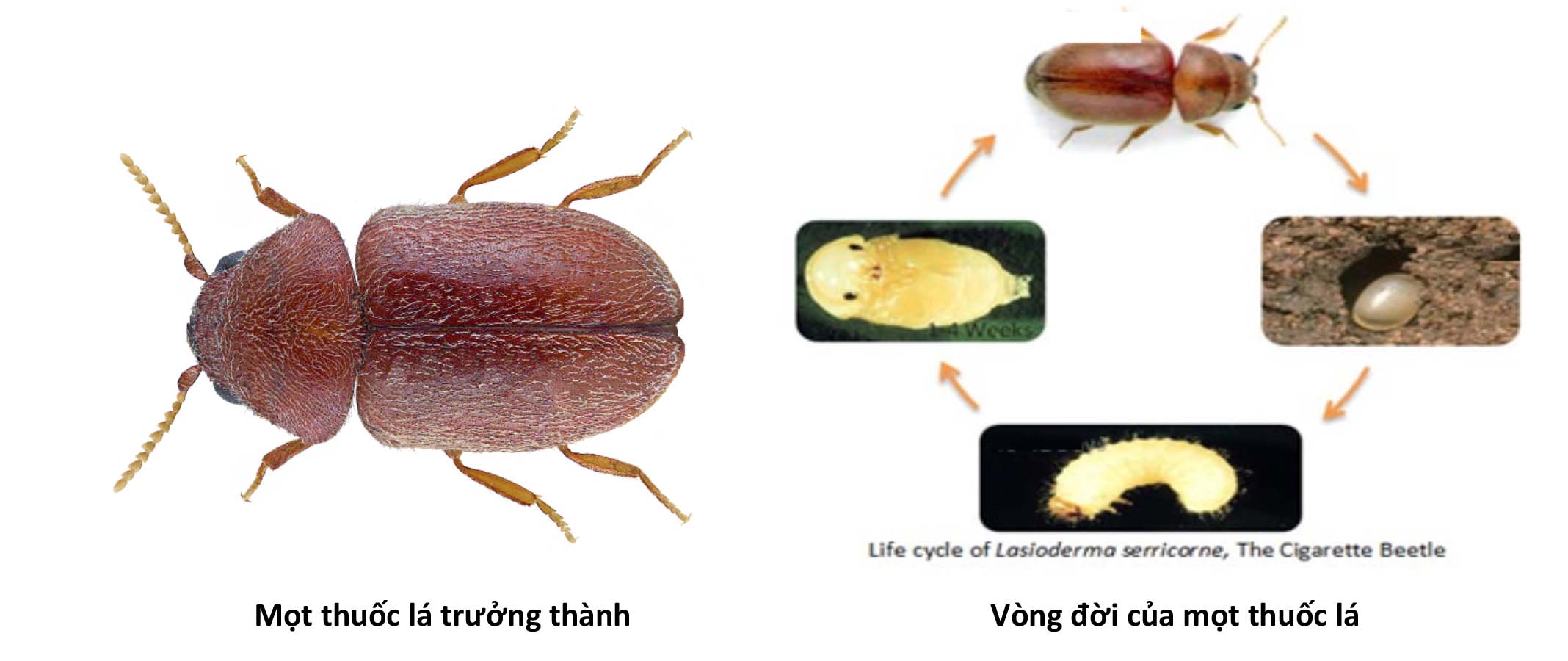 Tìm Hiểu Đặc Tính Sinh Học Của Mọt Và Ảnh Hưởng Đến Cuộc Sống Hàng Ngày