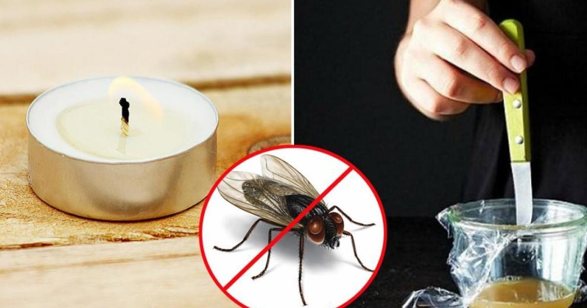 Ruồi: Hiểu Về Kẻ Gây Bệnh Thầm Lặng