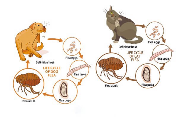 Khám Phá Đặc Tính Sinh Học Của Bọ Chét: Từ Hình Thái Đến Tập Tính