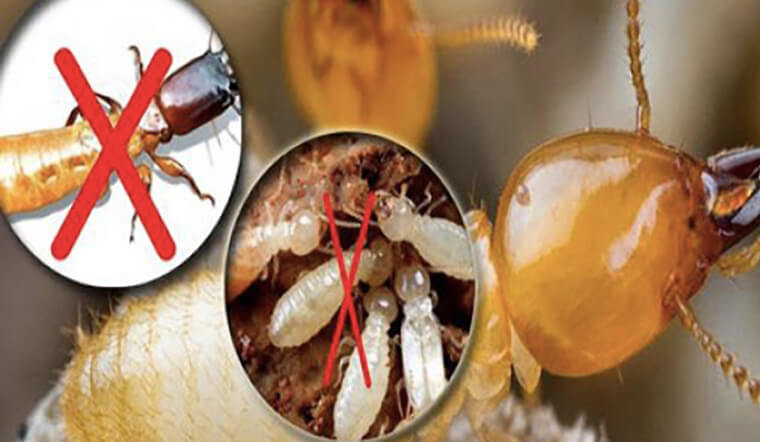 Diệt mối tận gốc