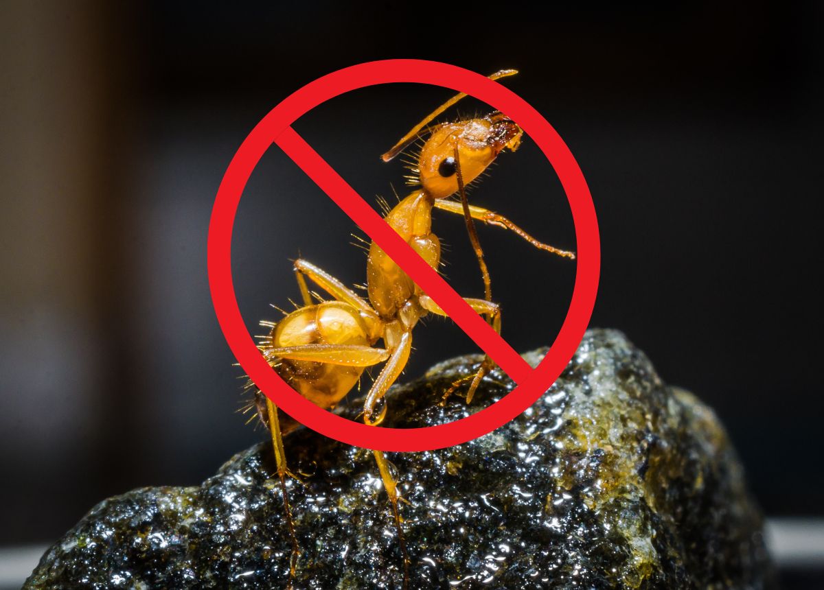 Ngăn Kiến Từ Cửa – Bảo Vệ Mỗi Bữa Cơm