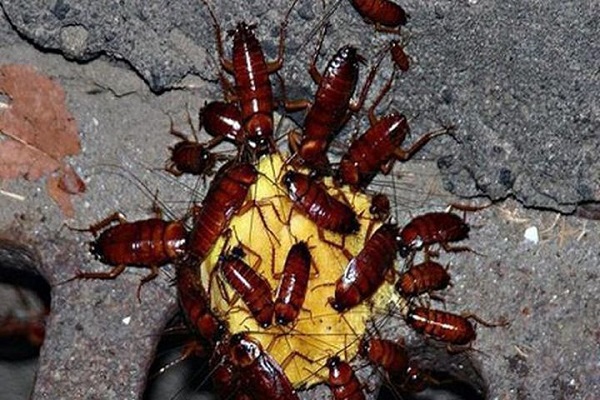 Diệt gián Thăng Long AntiPest