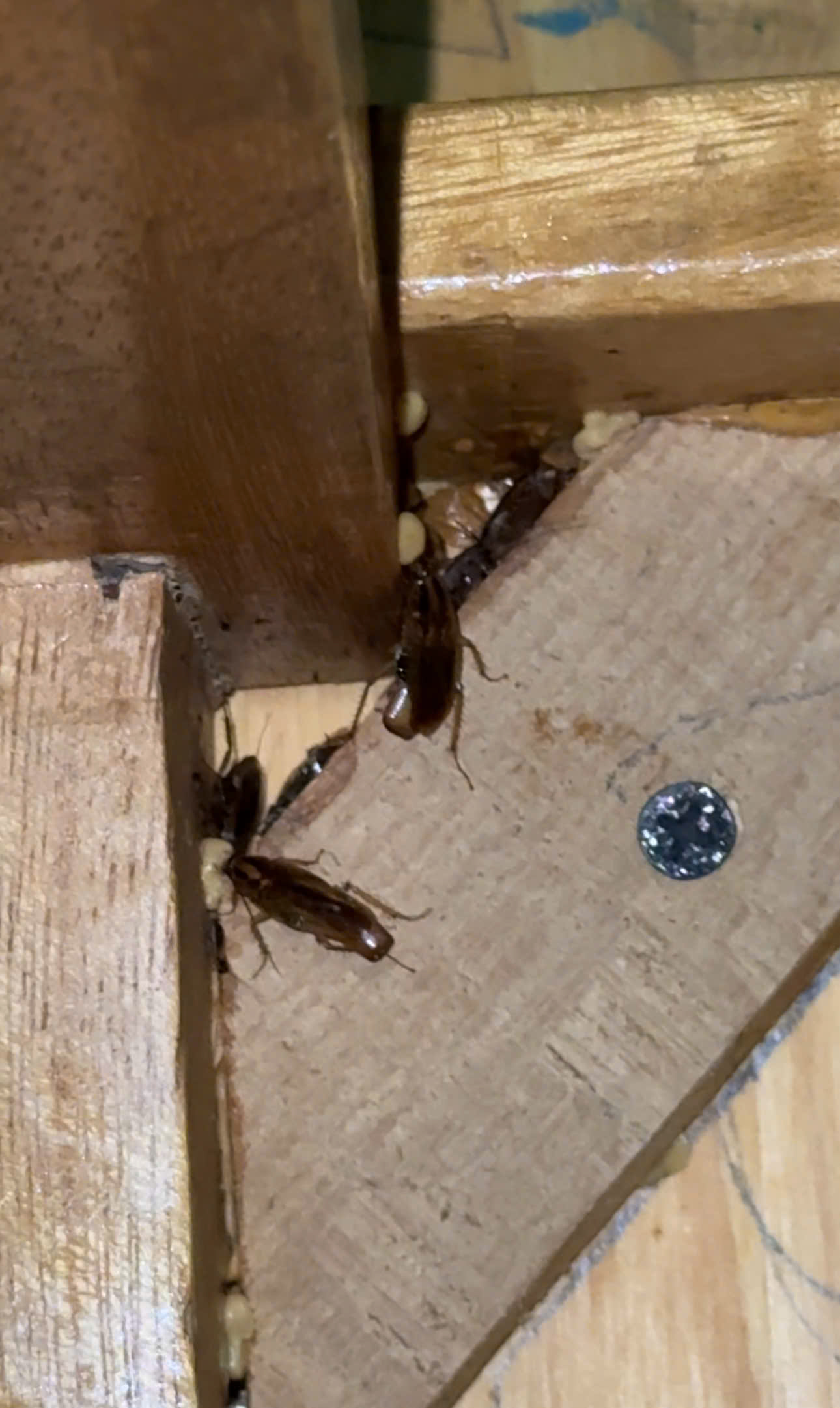 Chúng Tôi Ở Đây – Khi Gián Đức Trở Thành Nỗi Lo Của Bạn!