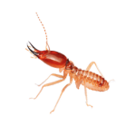 Diệt mối