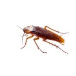 Diệt gián