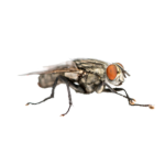 Diệt ruồi