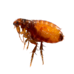 Diệt bọ chét