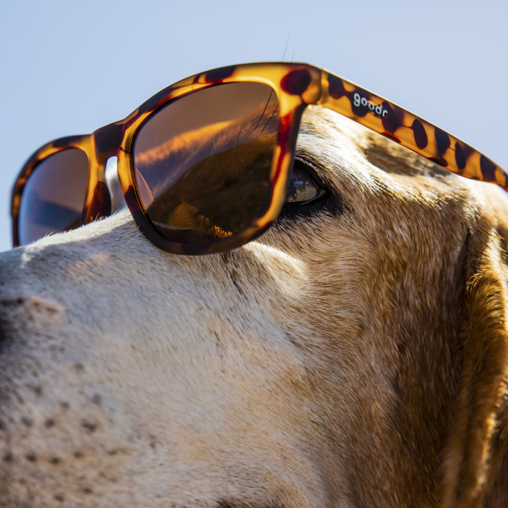 goodr Sunglasses OG BOSLEYS BASSET HOUND DREAMS