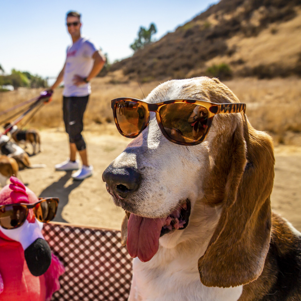goodr Sunglasses OG BOSLEYS BASSET HOUND DREAMS