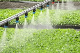 Hệ thống phun sương tưới cây: Cấu tạo và ứng dụng