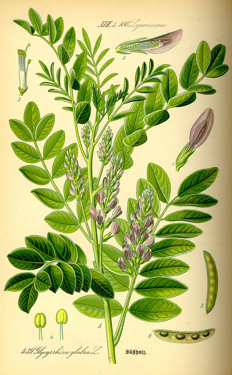 Khám Phá Hiệu Quả Tuyệt Vời Của Glycyrrhiza Glabra