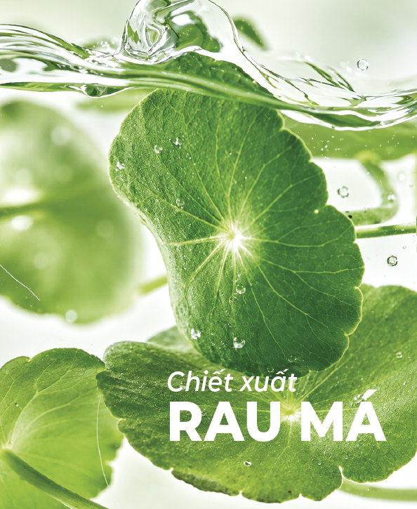 Chiết xuất Rau má