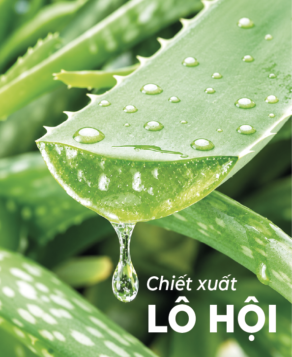 Chiết xuất Lô hội