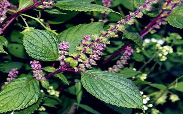 Bài thuốc chữa bệnh từ cây hương nhu tía