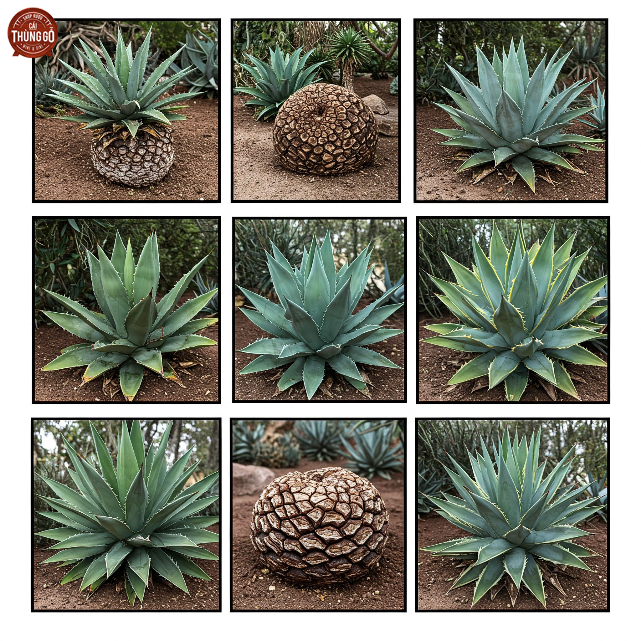 Các loại cây Agave được sử dụng để sản xuất Tequila và Mezcal