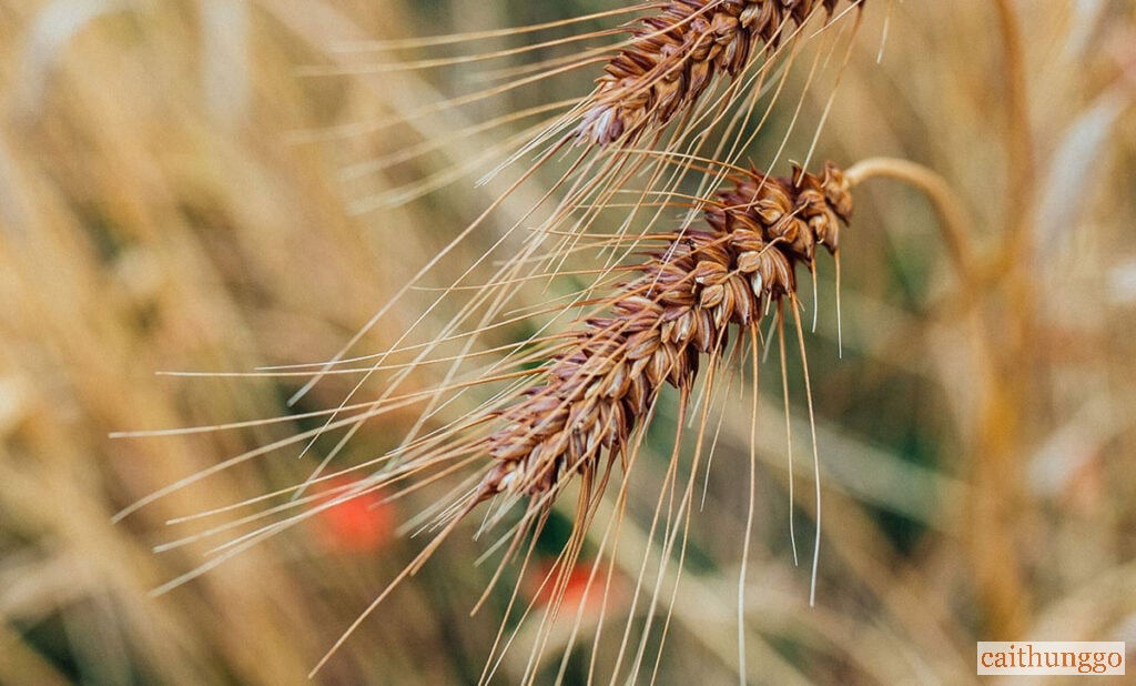 Rượu Whisky Được Làm Từ Gì? Các Thành Phần và Quy Trình Sản Xuất