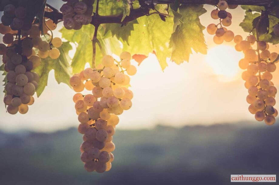 Nhà Sản Xuất Rượu Vang Châu Âu Gánh Chịu Tác Động Nặng Nề Nhất Từ Biến Đổi Khí Hậu