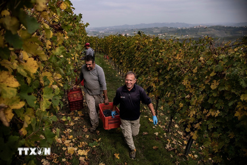 Tin tức rượu vang 2025: Ý vượt Pháp, tiếp tục đứng đầu thế giới về sản xuất rượu vang