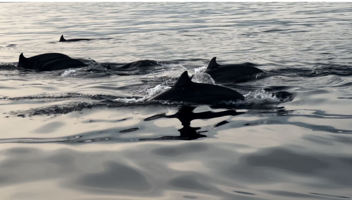 Cá heo khu vực này rất nhiều vì rất lắm mồi !