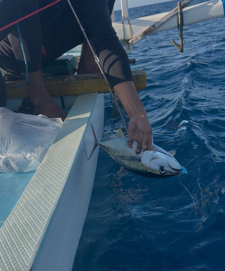 Khoảnh Khắc Vỡ Òa Khi "Yellow Fin Tuna" Táp Mồi