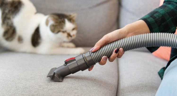 Làm thế nào để giữ nhà luôn sạch sẽ khi nuôi mèo?