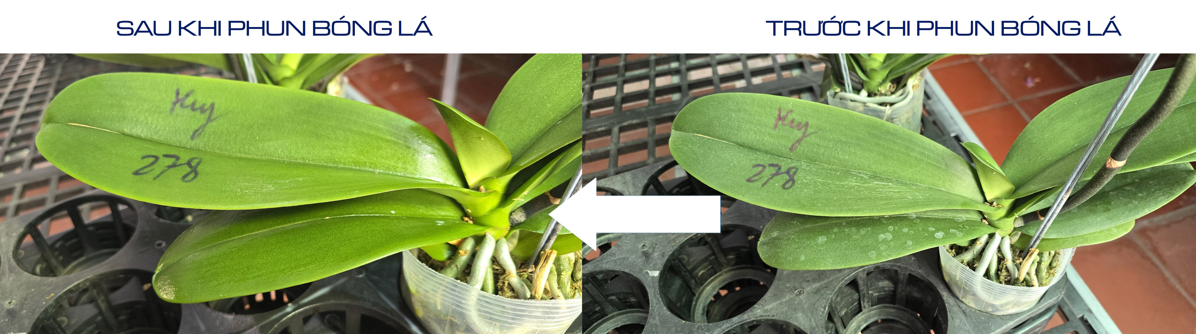 Nước Bóng lá 100ml