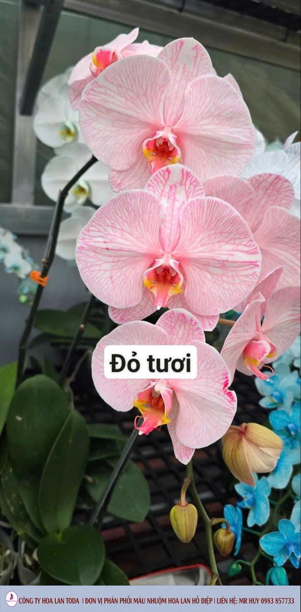 Màu nhuộm hoa lan: đỏ tươi