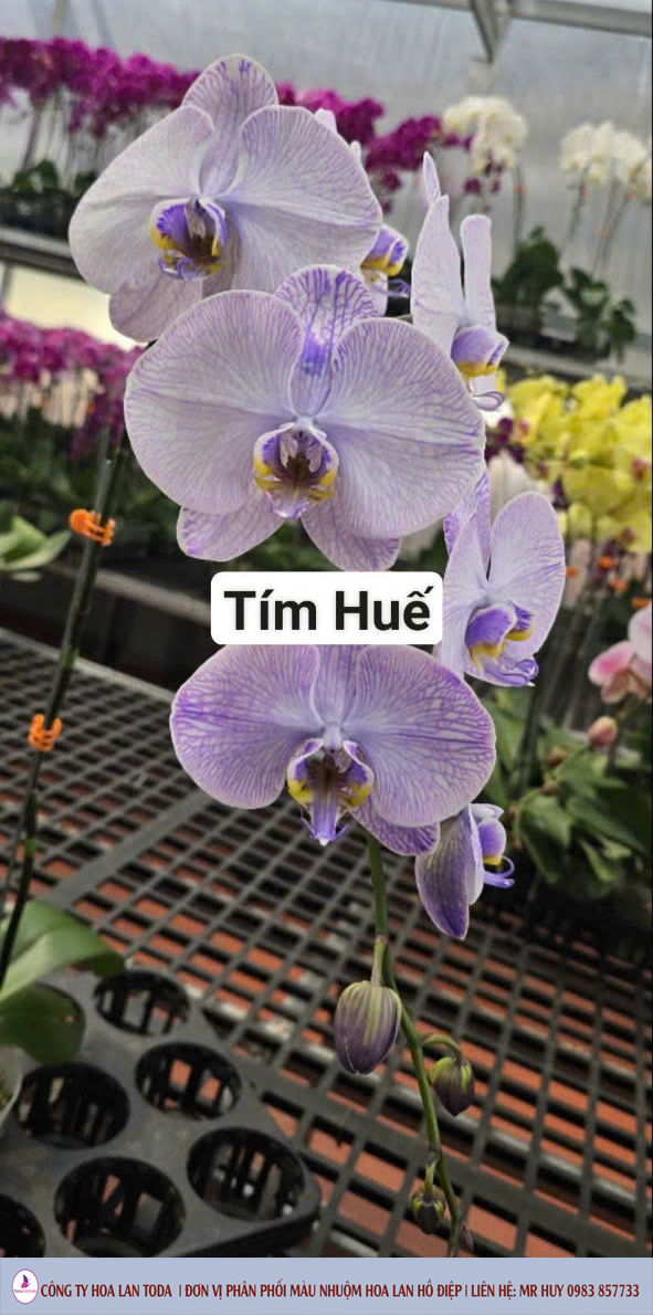 Màu nhuộm hoa lan: Tím Huế