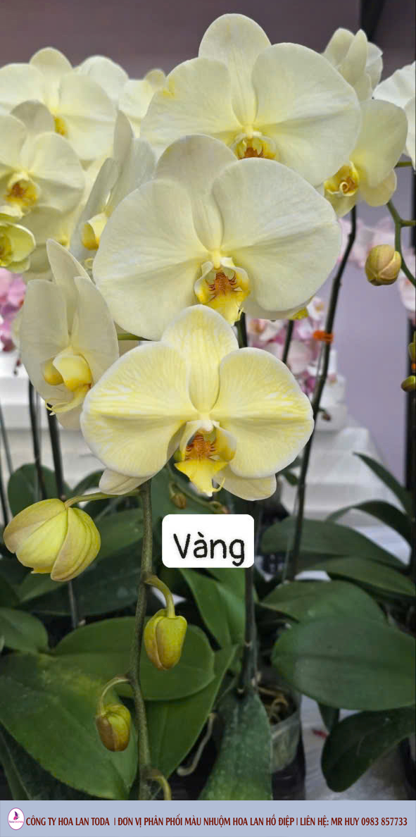 Màu nhuộm hoa lan: Vàng