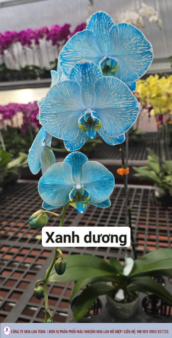 Màu nhuộm hoa lan: Xanh dương