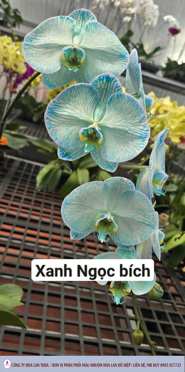 Màu nhuộm hoa lan: Xanh ngọc bích