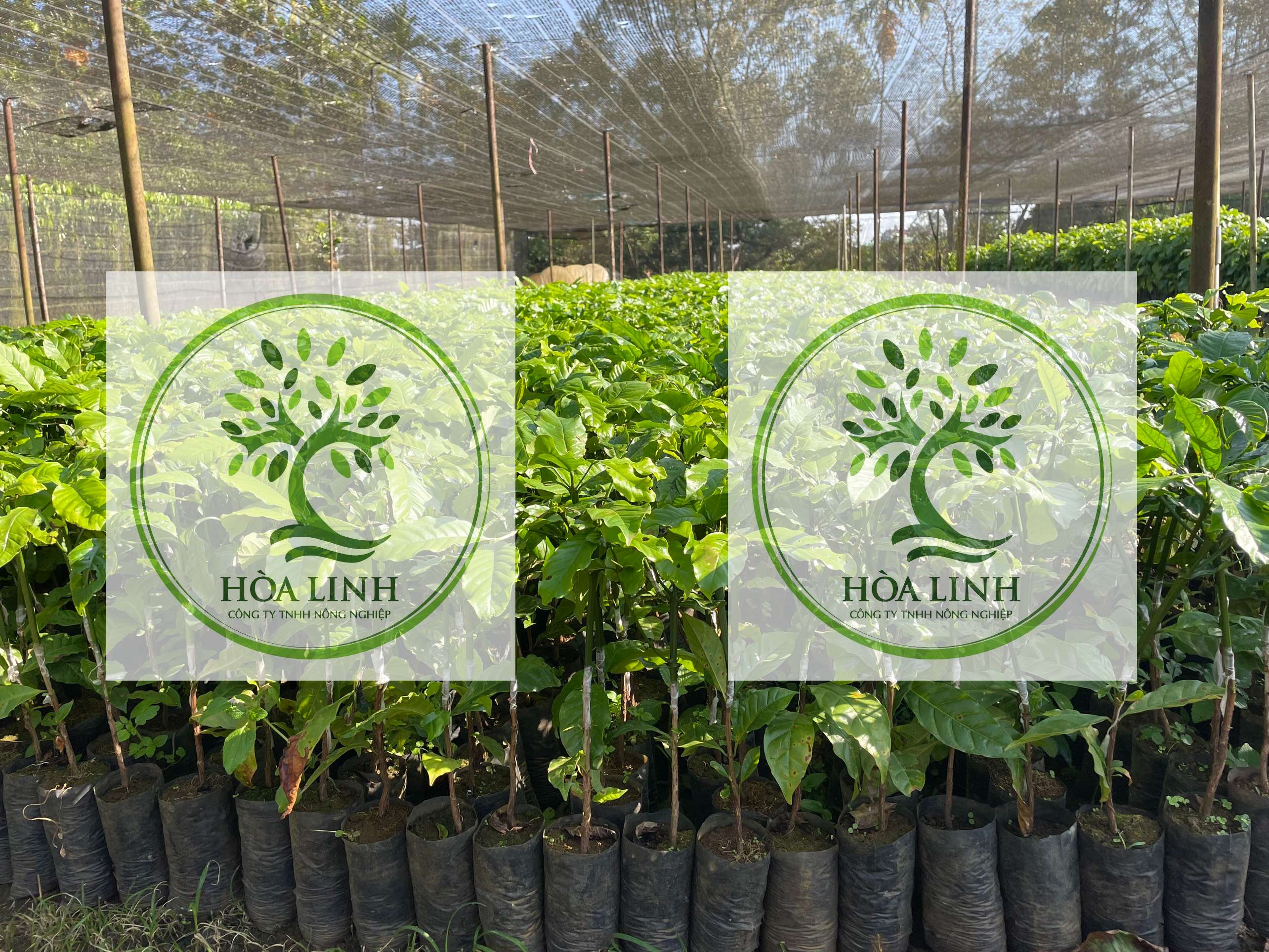 🌿 Cà phê ghép Thiện Trường