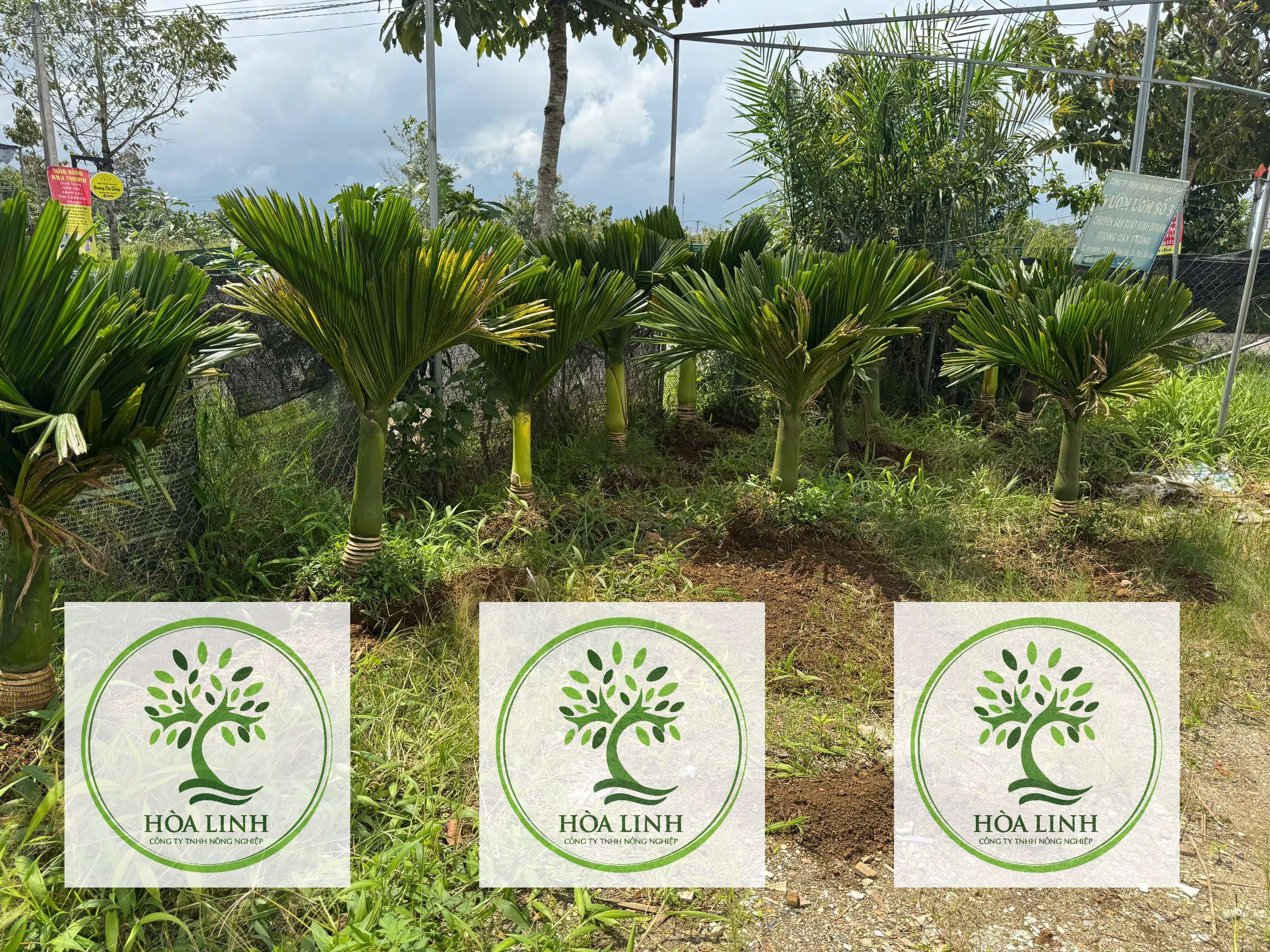 🌴 Cau lùn ăn trái