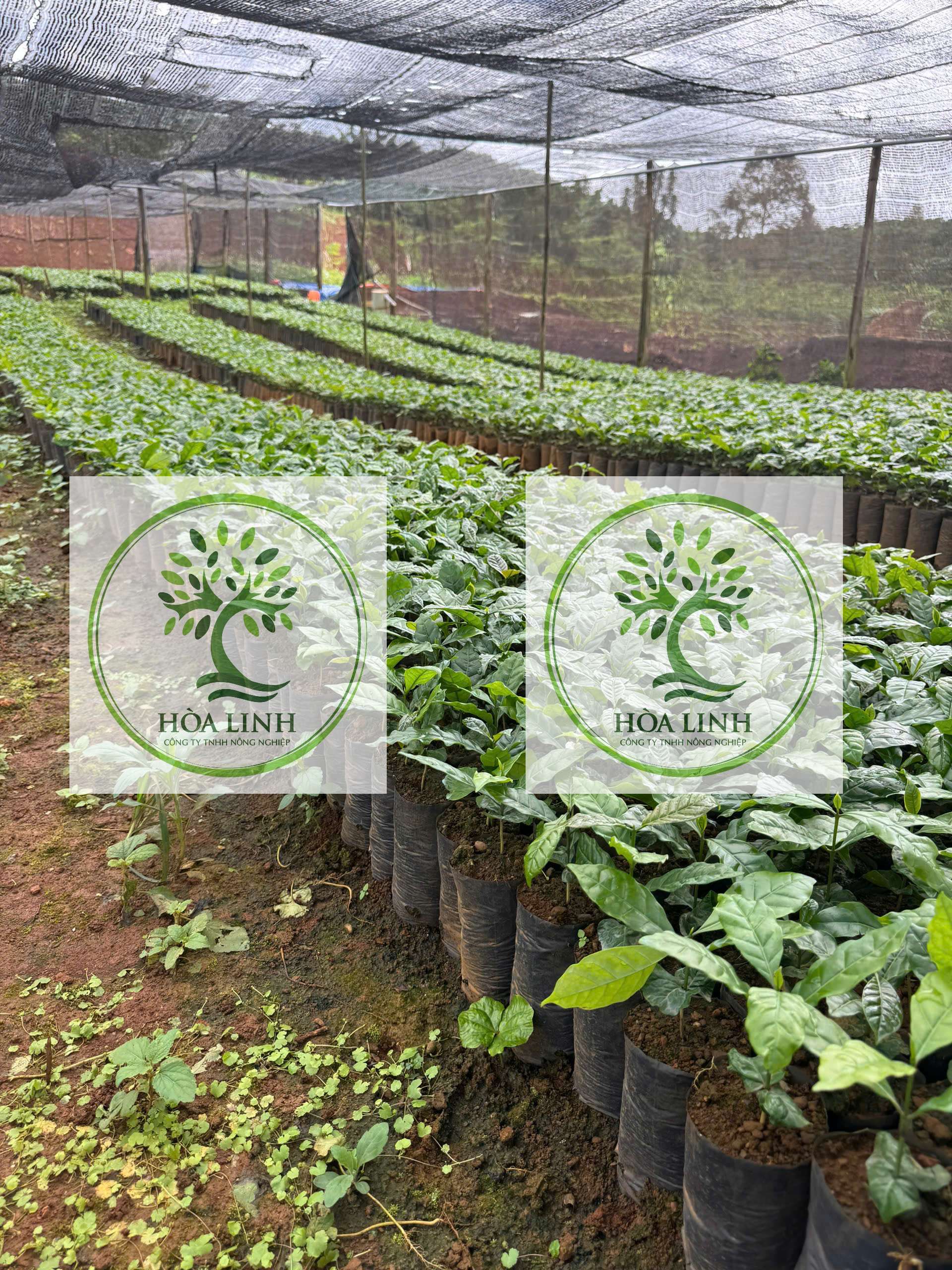 ☕ GIỐNG CÀ PHÊ HẠT TR4