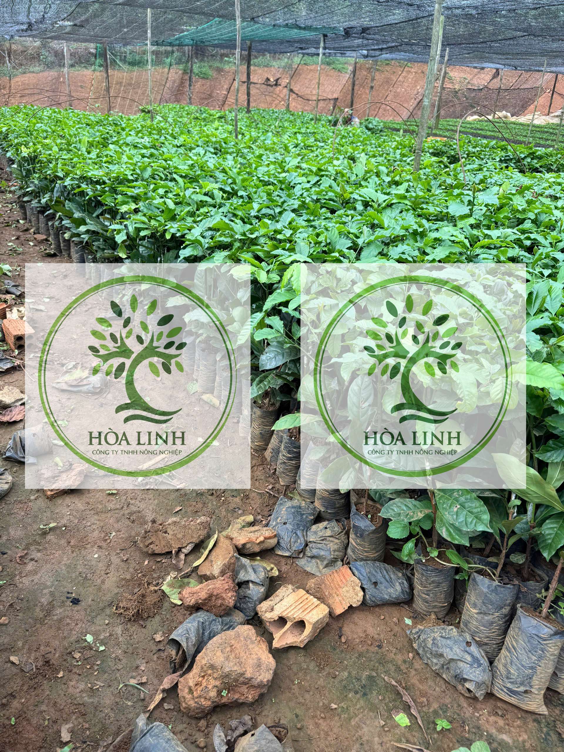 🌿 Cà Phê Ghép Xanh Lùn