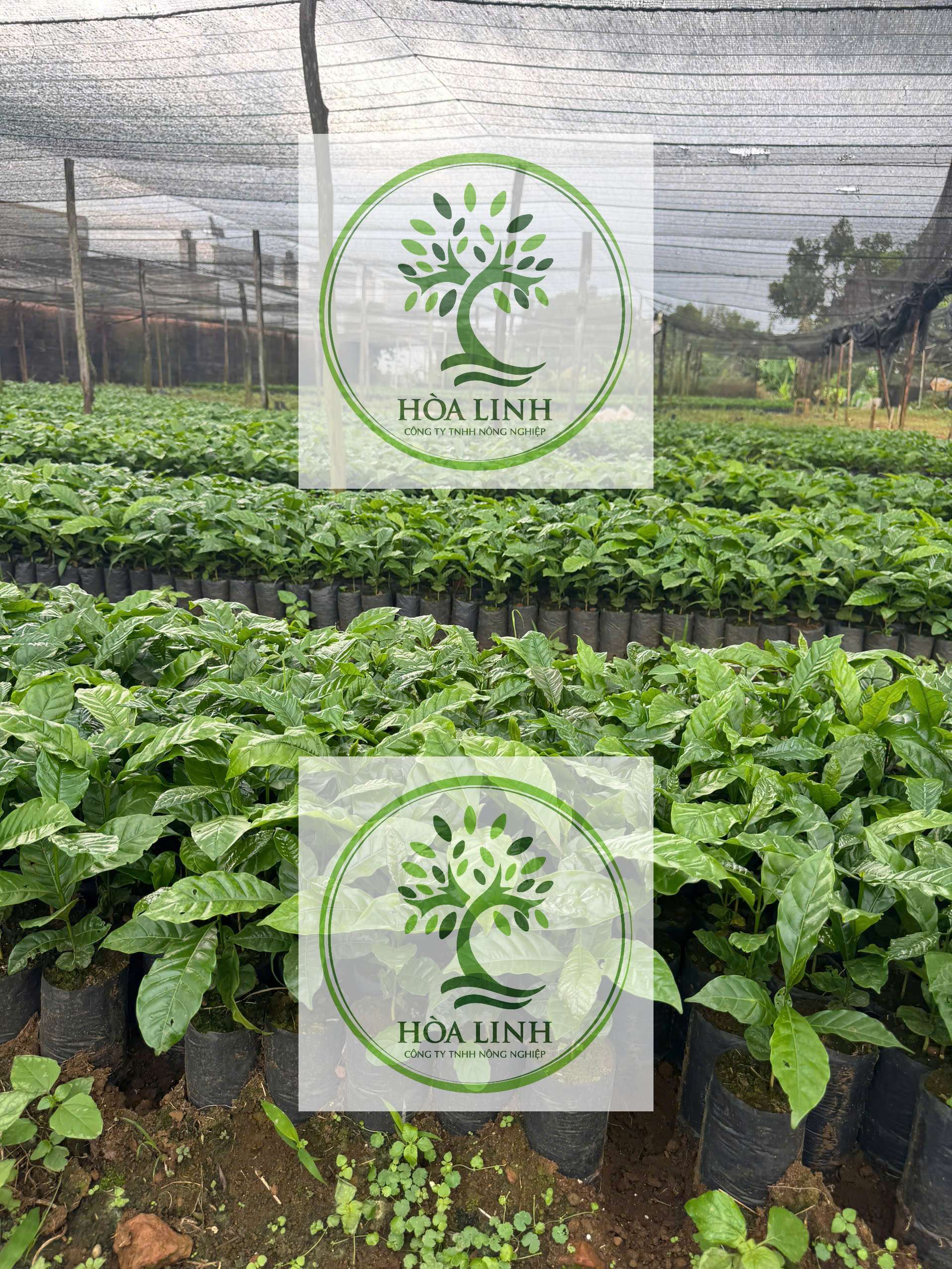 ☕ GIỐNG CÀ PHÊ HẠT THA1