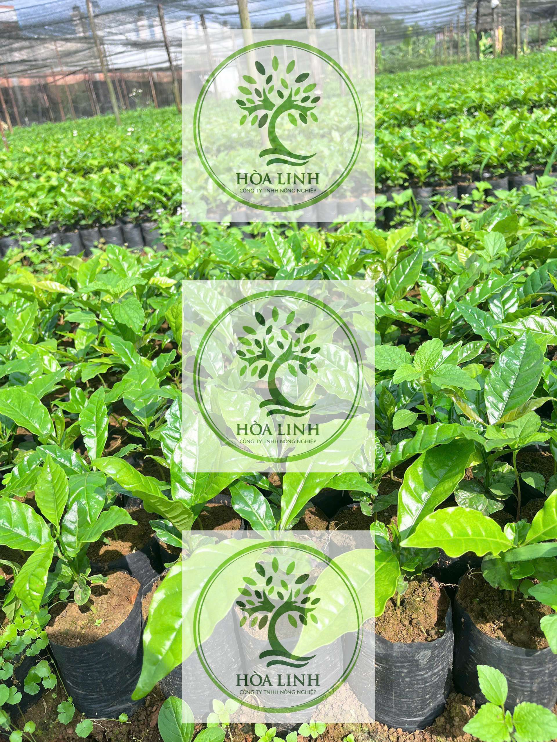 ☕ GIỐNG CÀ PHÊ HẠT TRS1