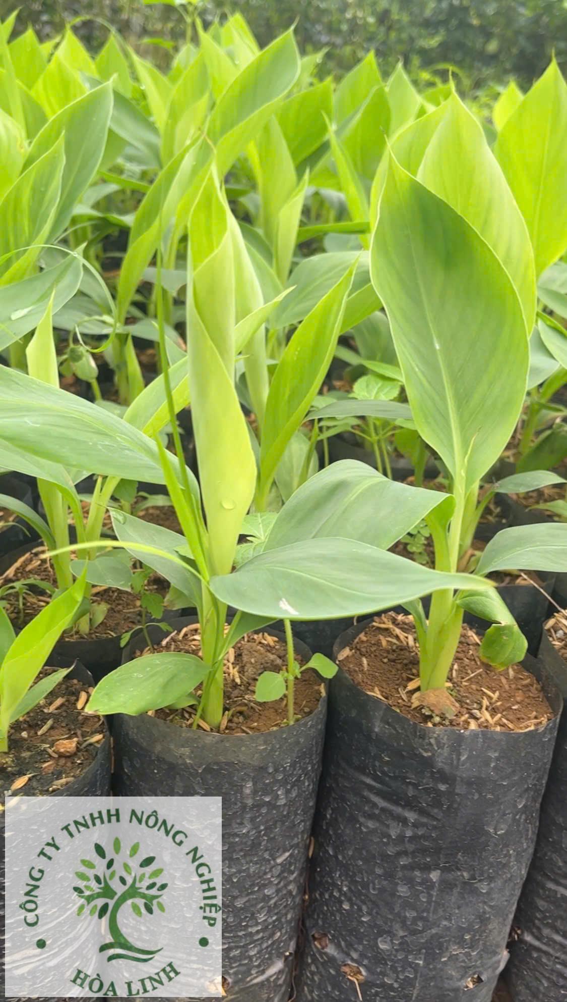 Chuối già Nam MỹChuối già Nam Mỹ