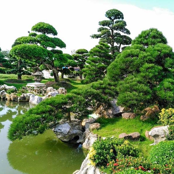 Cây cảnh quan