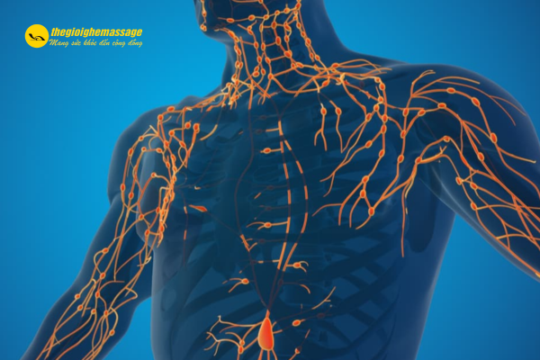 Tăng cường hệ miễn dịch nhờ kích thích hệ bạch huyết