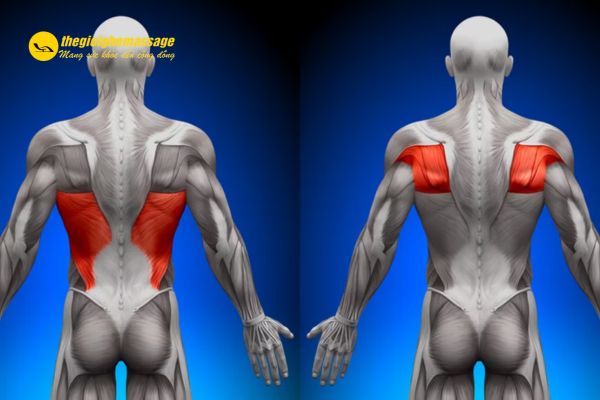 Tập Gym Chia Nhóm Cơ Là Gì?