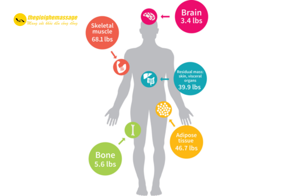 Tác dụng hỗ trợ giảm cân của ghế massage