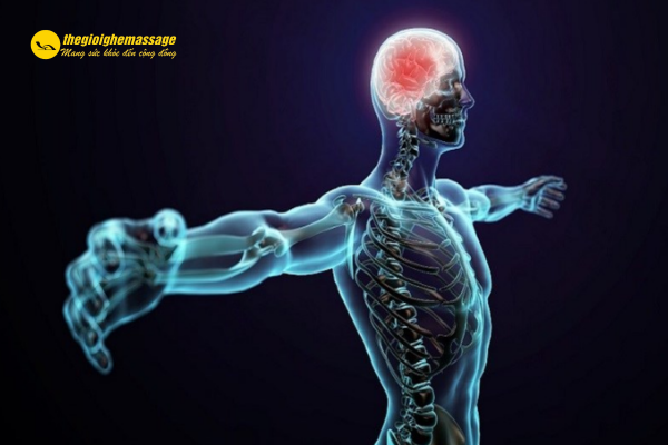 Tác động trực tiếp lên cơ bắp và hệ thần kinh