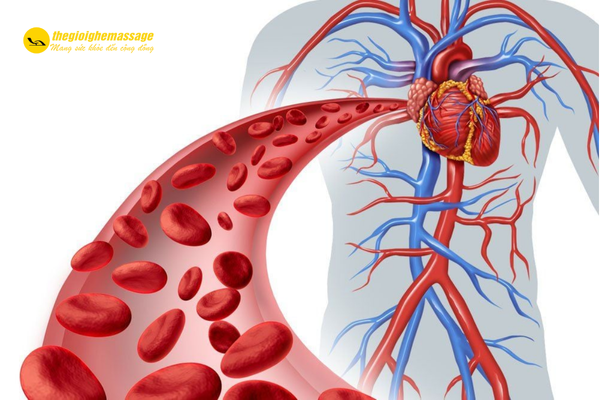 Cải Thiện Tuần Hoàn Máu
