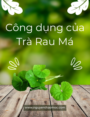 Trà Thảo Mộc Rau Má - Thức Uống Thanh Lọc Tự Nhiên Cho Sức Khỏe