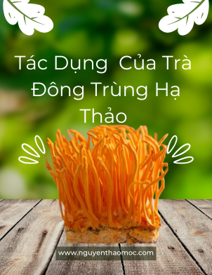 Tác Dụng Tuyệt Vời Của Trà Đông Trùng Hạ Thảo