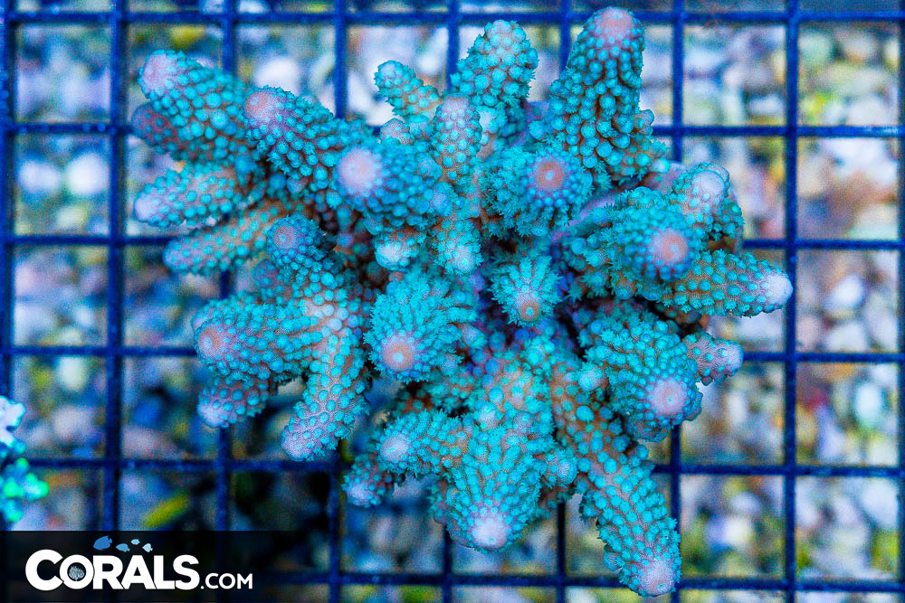 Hướng Dẫn Toàn Diện Về Cách Chăm Sóc San Hô Acropora – Bí Quyết Nuôi Dưỡng Thành Công