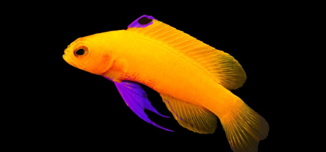 Gramma dejongi – De Jong Marinelife công bố nhân giống thành công trong bể
