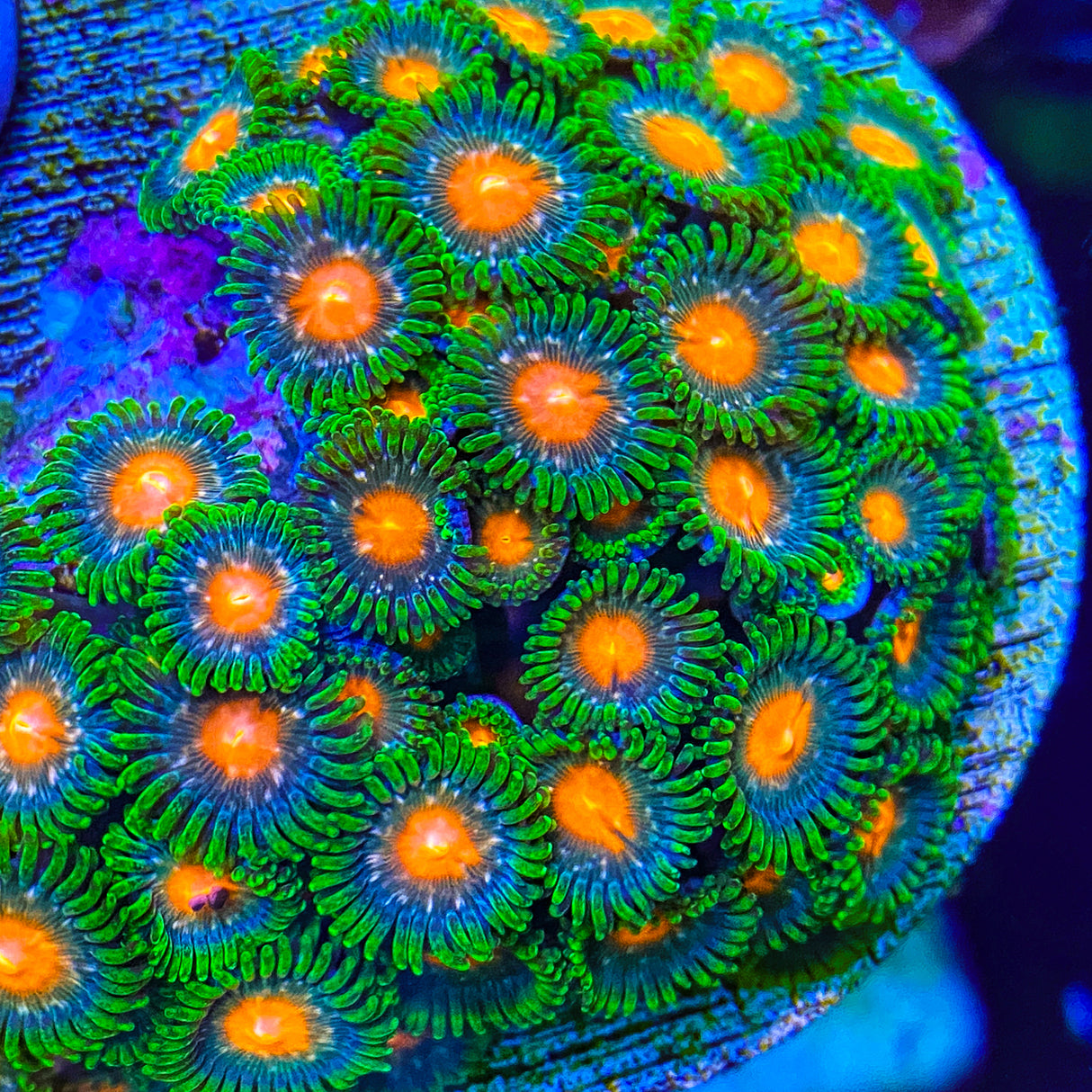 Hướng Dẫn Chăm Sóc San Hô Zoanthid và Palythoa trong Hồ Cá Biển